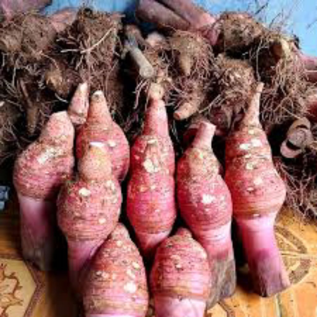 ubi talas ungu/talas bogor 1 kilo