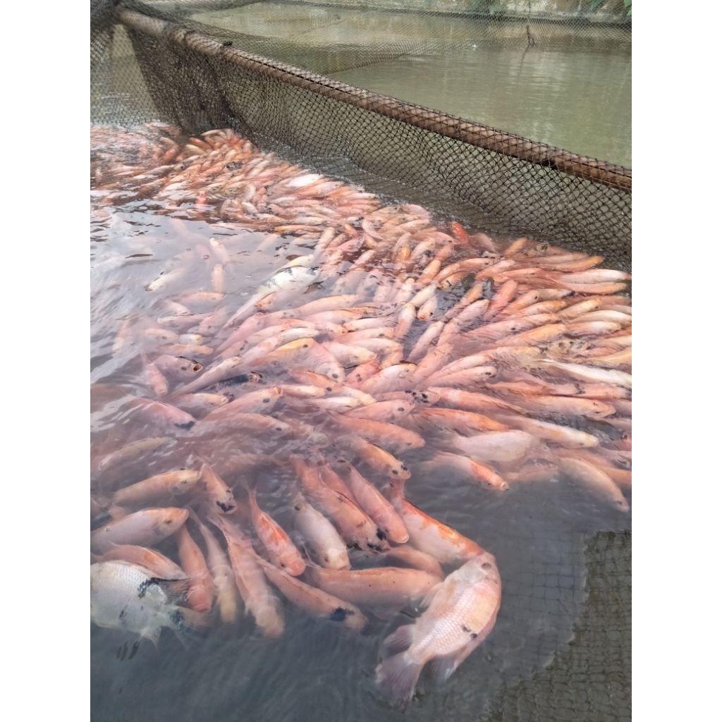 Bibit Ikan Nila Merah Bangkok Super Unggul 3 jari 20 ekor