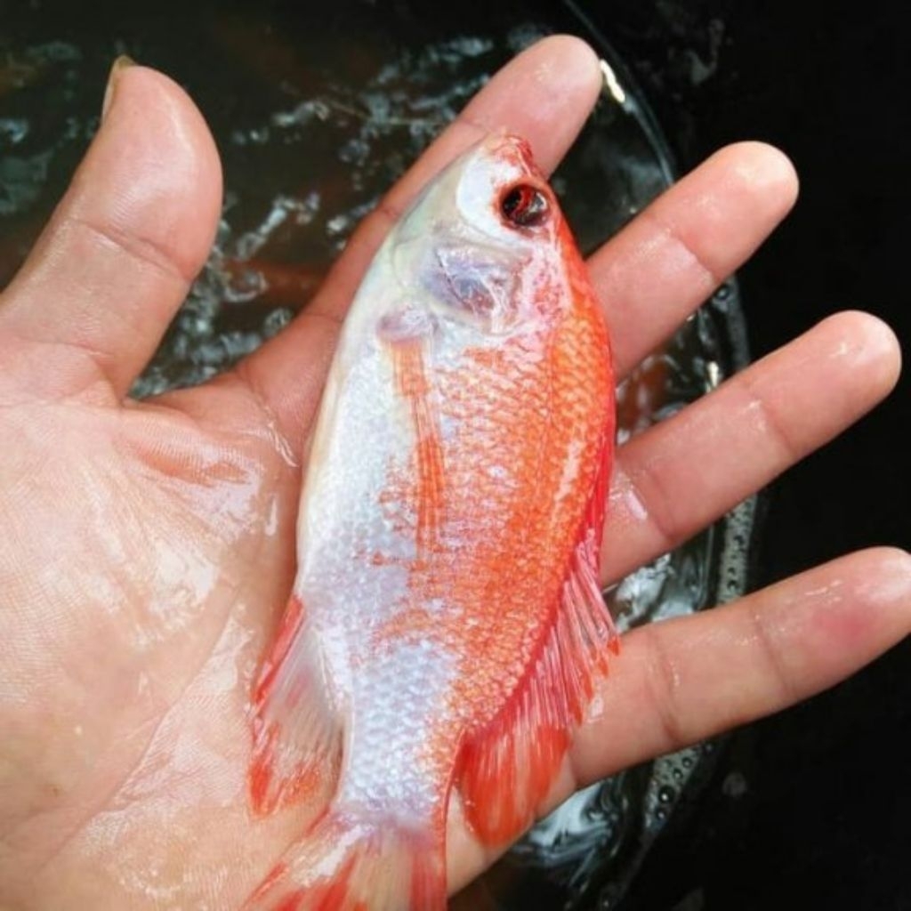 Bibit Ikan Nila Merah Bangkok Ukuran 3-4 Jari (Paket 1Kg)