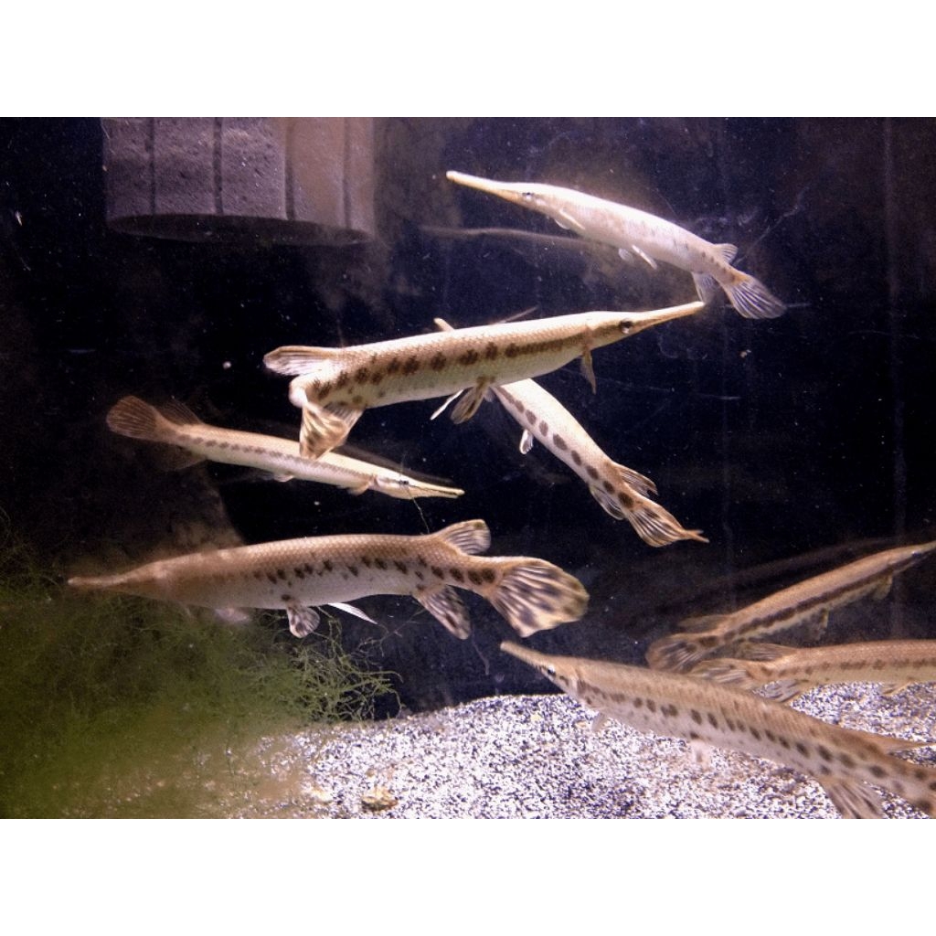 hiasan aquarium florida gar