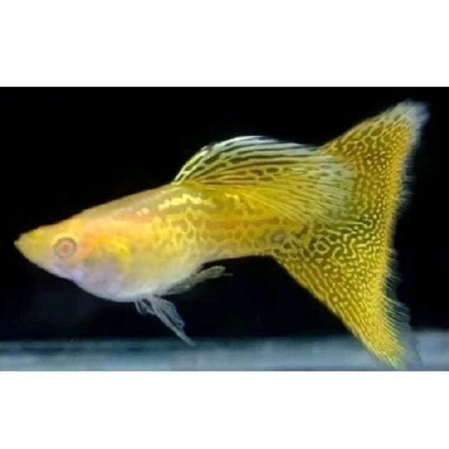 guppy yellow lace / hiasan aquarium