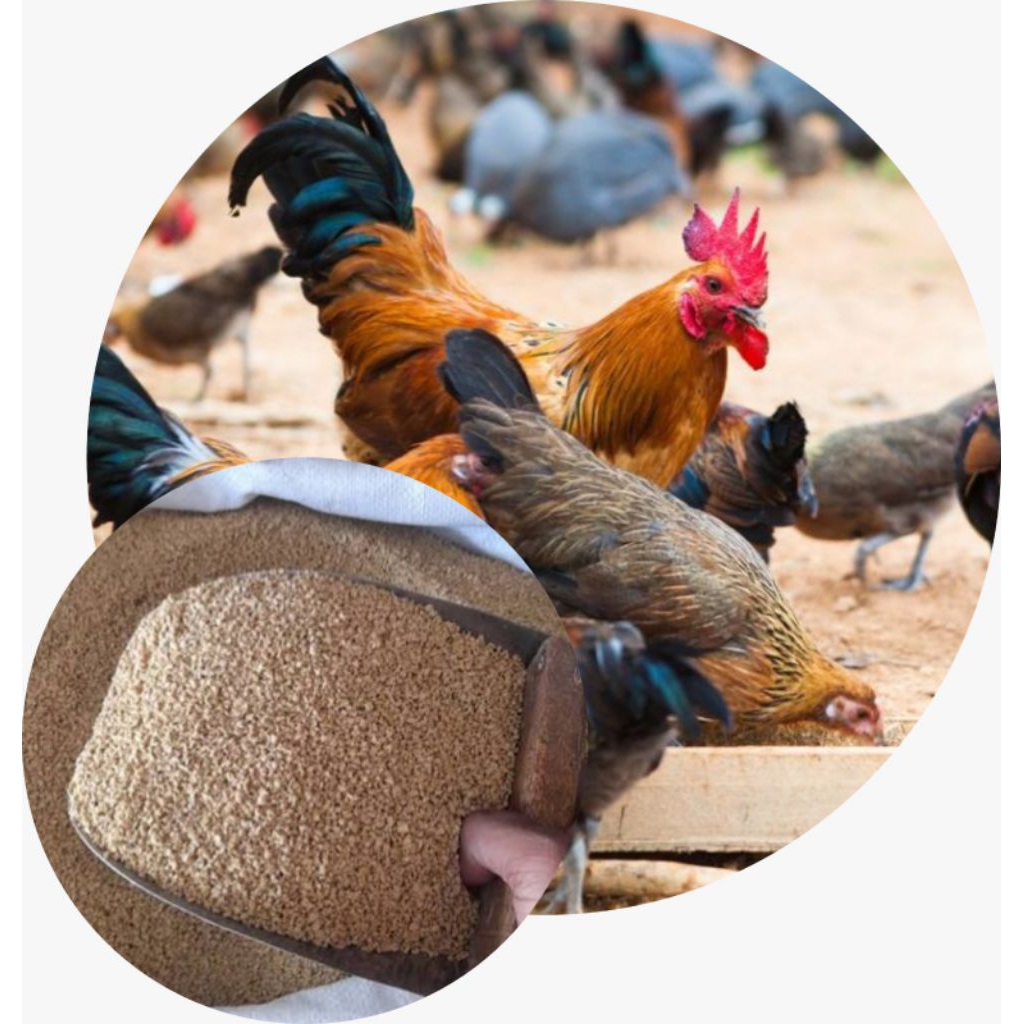 Voer/Pakan/Makanan Ayam B12L Kemasan 1 Kg