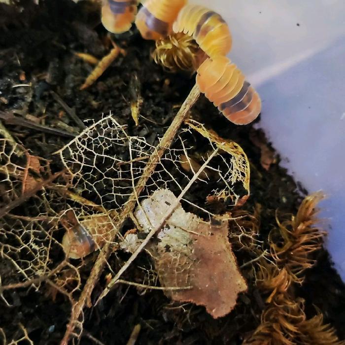 isopoda cubaris amber ducky size baby up perekor