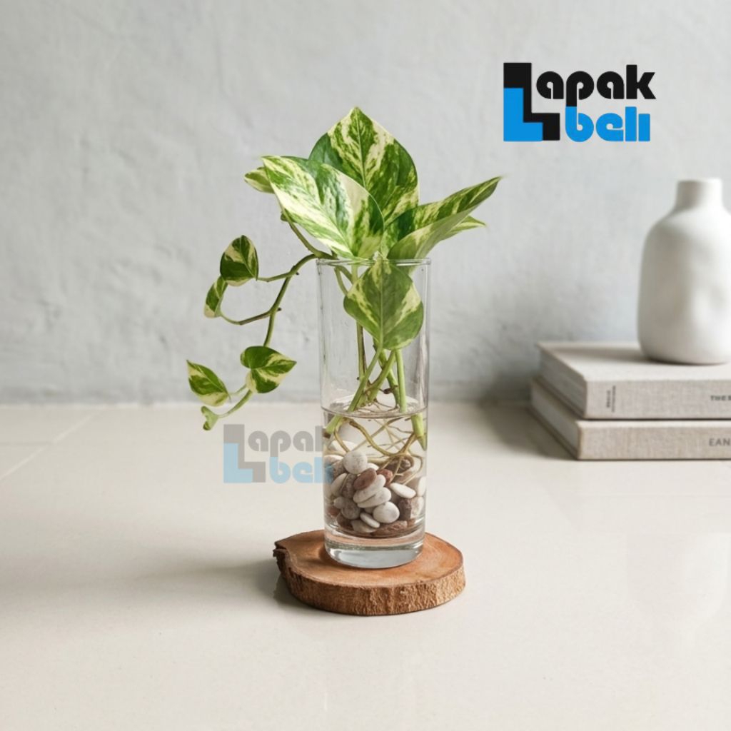 Vas Bunga Kaca Minimalis | Satu Paket Full set | Vas Kaca Balon| Vas Kaca Bulat | Vas Tanaman Hias |