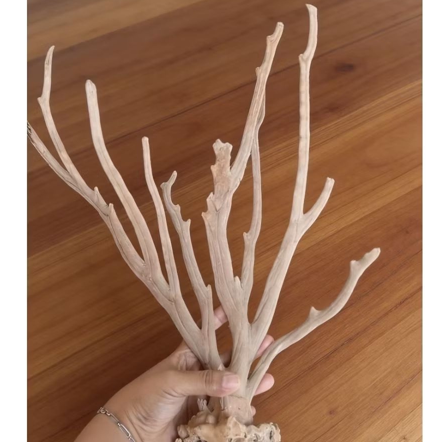 bahan akar bahar putih 1 pohon utuh