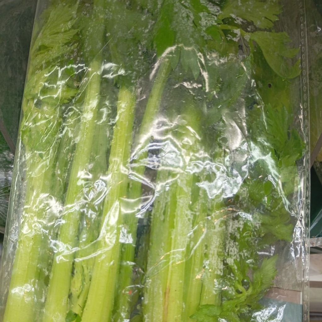 Celery Stick Lokal segar 500gr