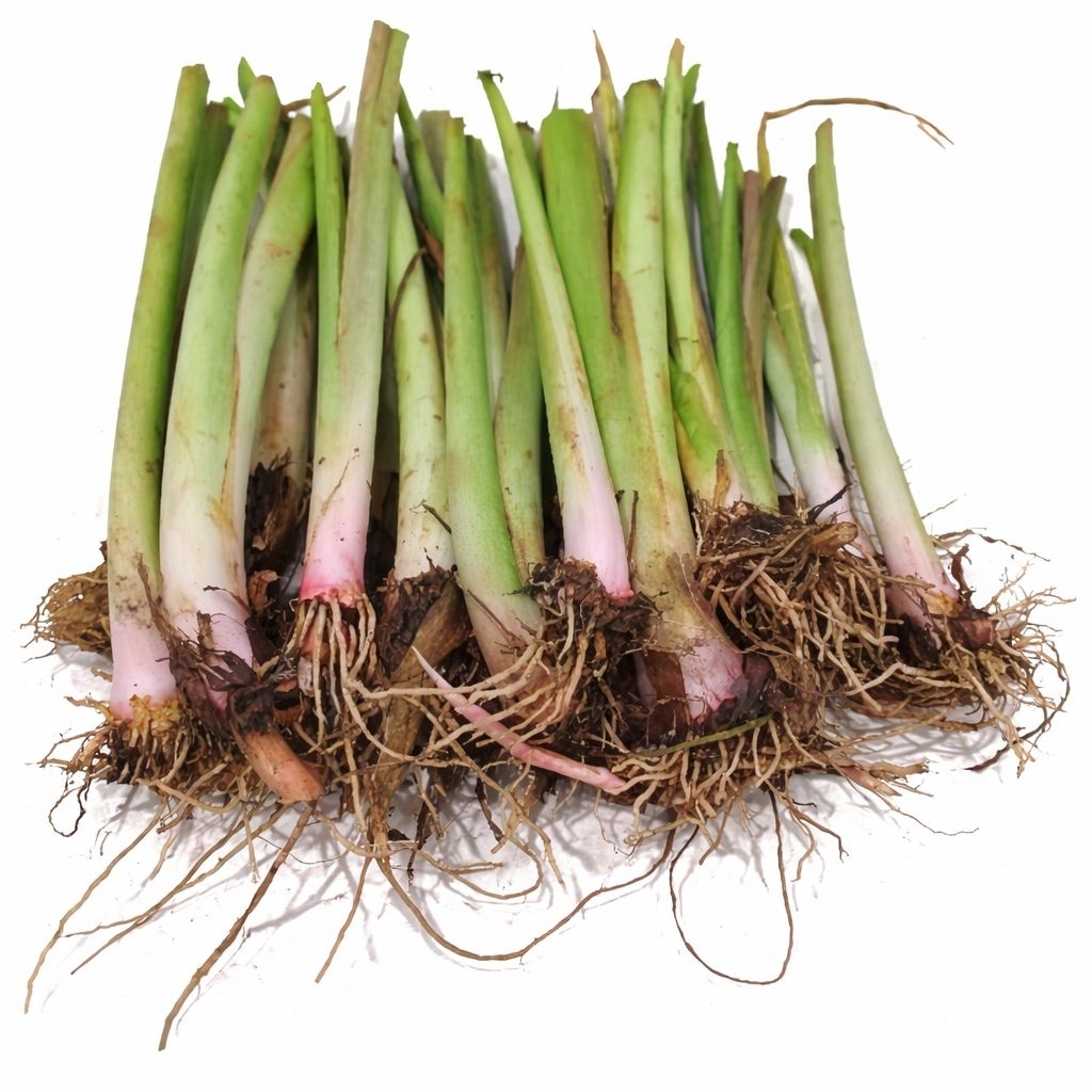 bibit talas pratama 1 bogor asli 100%| bibit unggulan