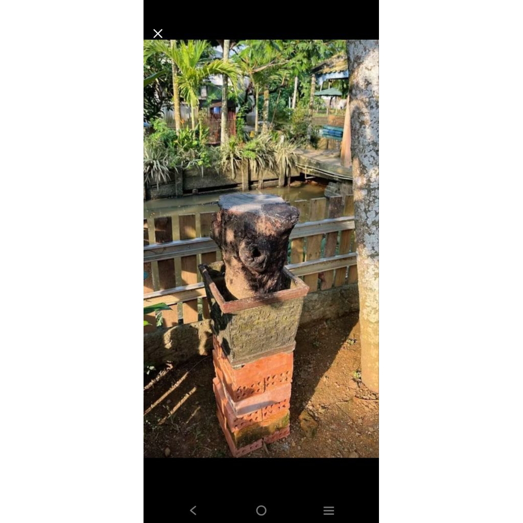 LEBAH TRIGONA ITAMA LOG ORI