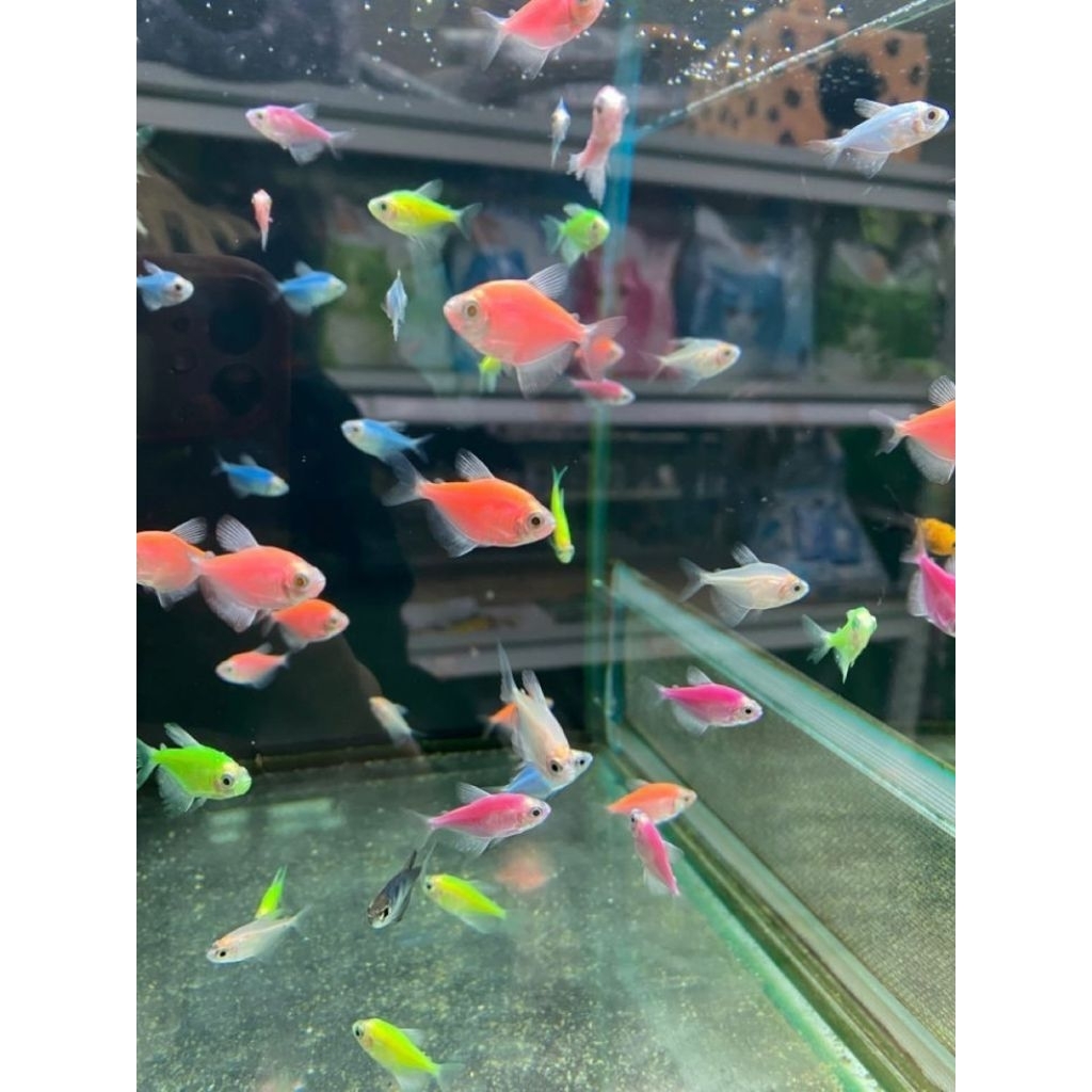 IKAN HIAS GLOFISH TETRA air tawar aquascape ISI 10/20 BONUS PAKAN