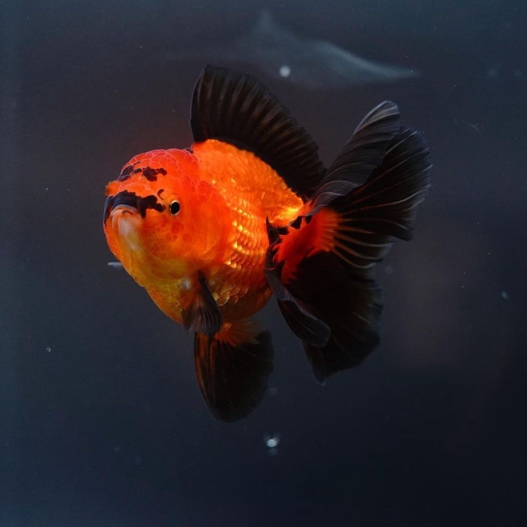 ikan hias koki oranda black red size L