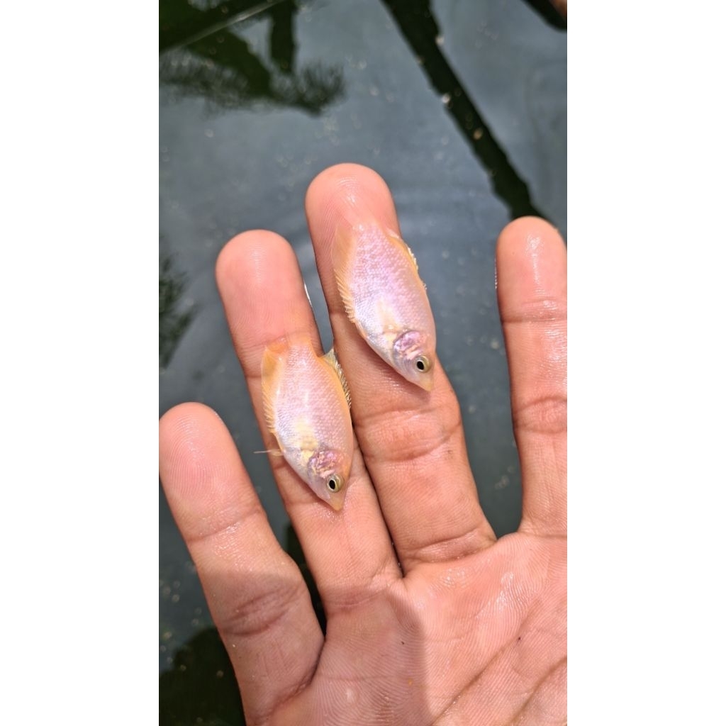Gurame soang gurame padang