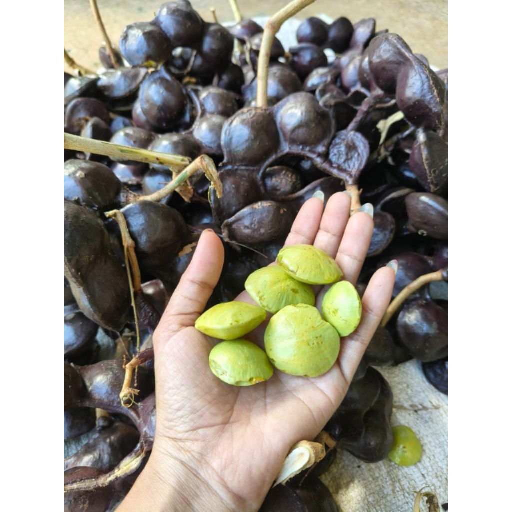 Jengkol Muda- Jengkol Golotok Muda segar 1 kilo