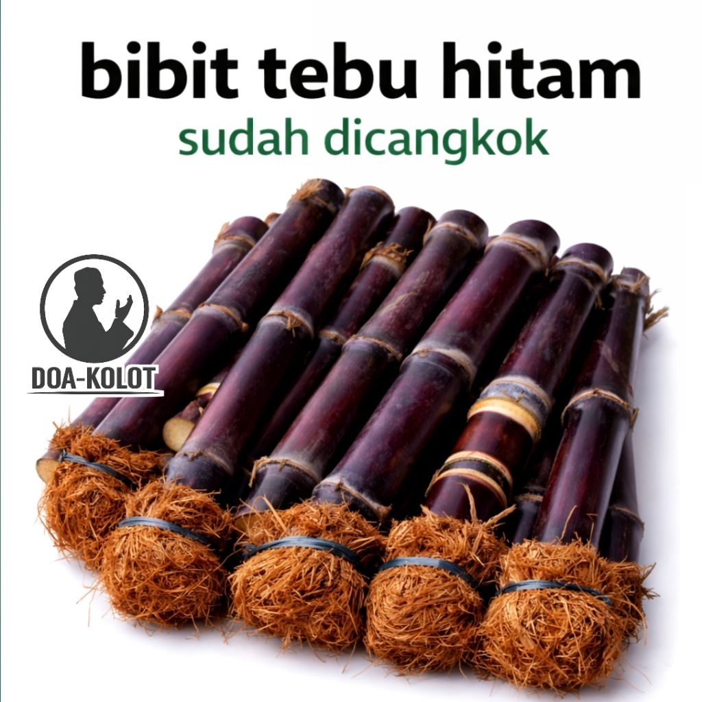 Bibit Tebu Hitam Tebu Ireng Tebu Wulung Siap Tanam