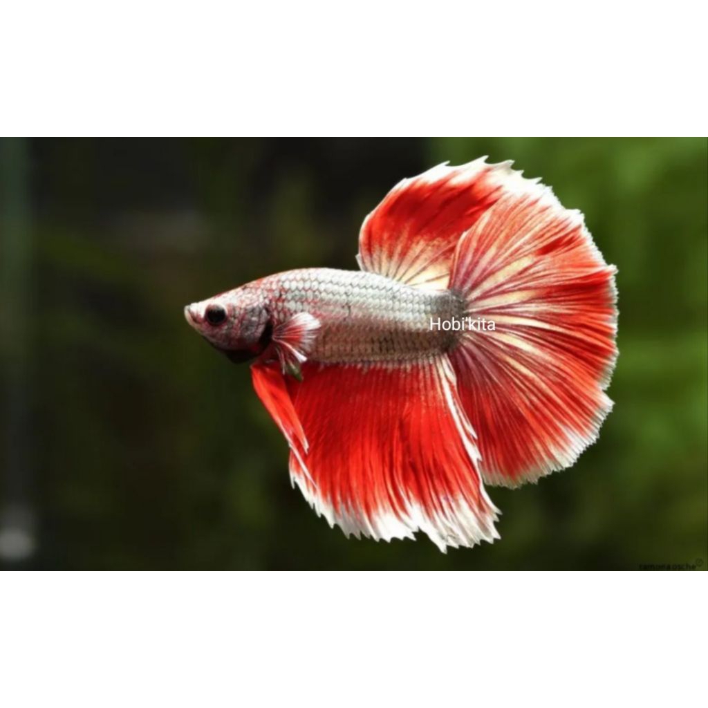 ikan Cupang Slayer HM paket 2ekor jantan