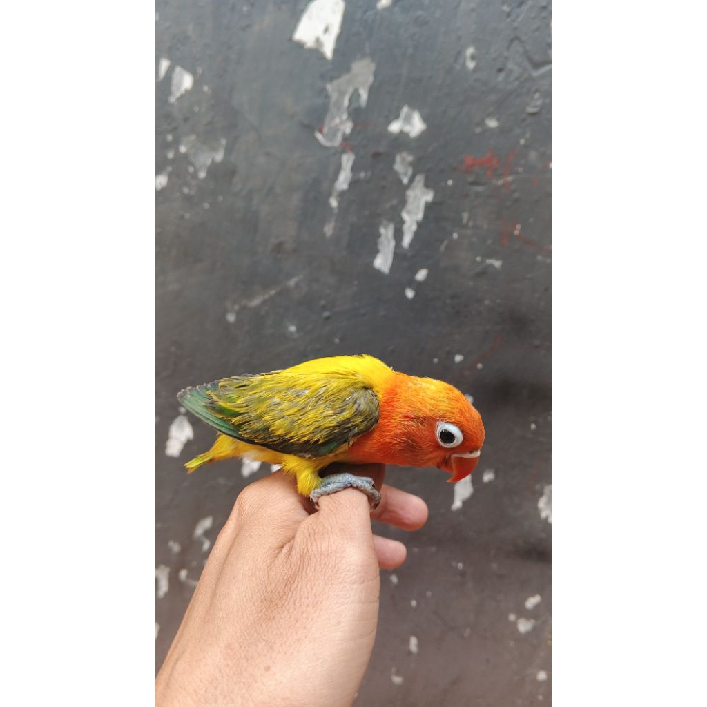 burung Lovebird lolohan biola euwing gold