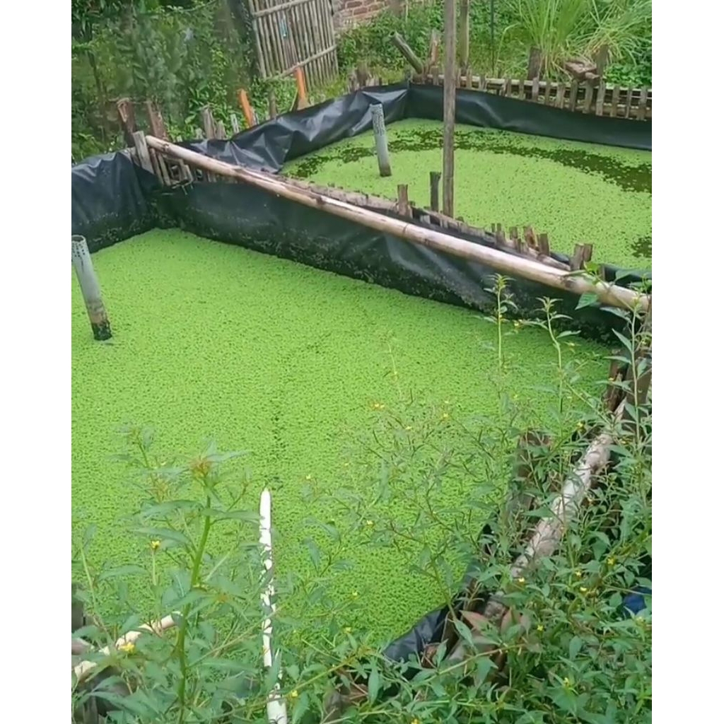 azolla 1 kg