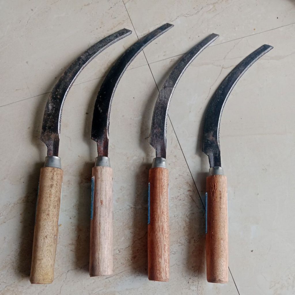 Sabit padi, arit pari gerigi