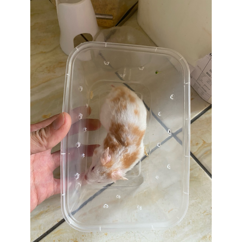 hamster syrian fujiyama cinamon