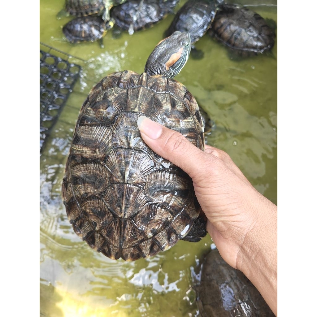 Pelet Kura Brazil Dewasa/Induk Betina