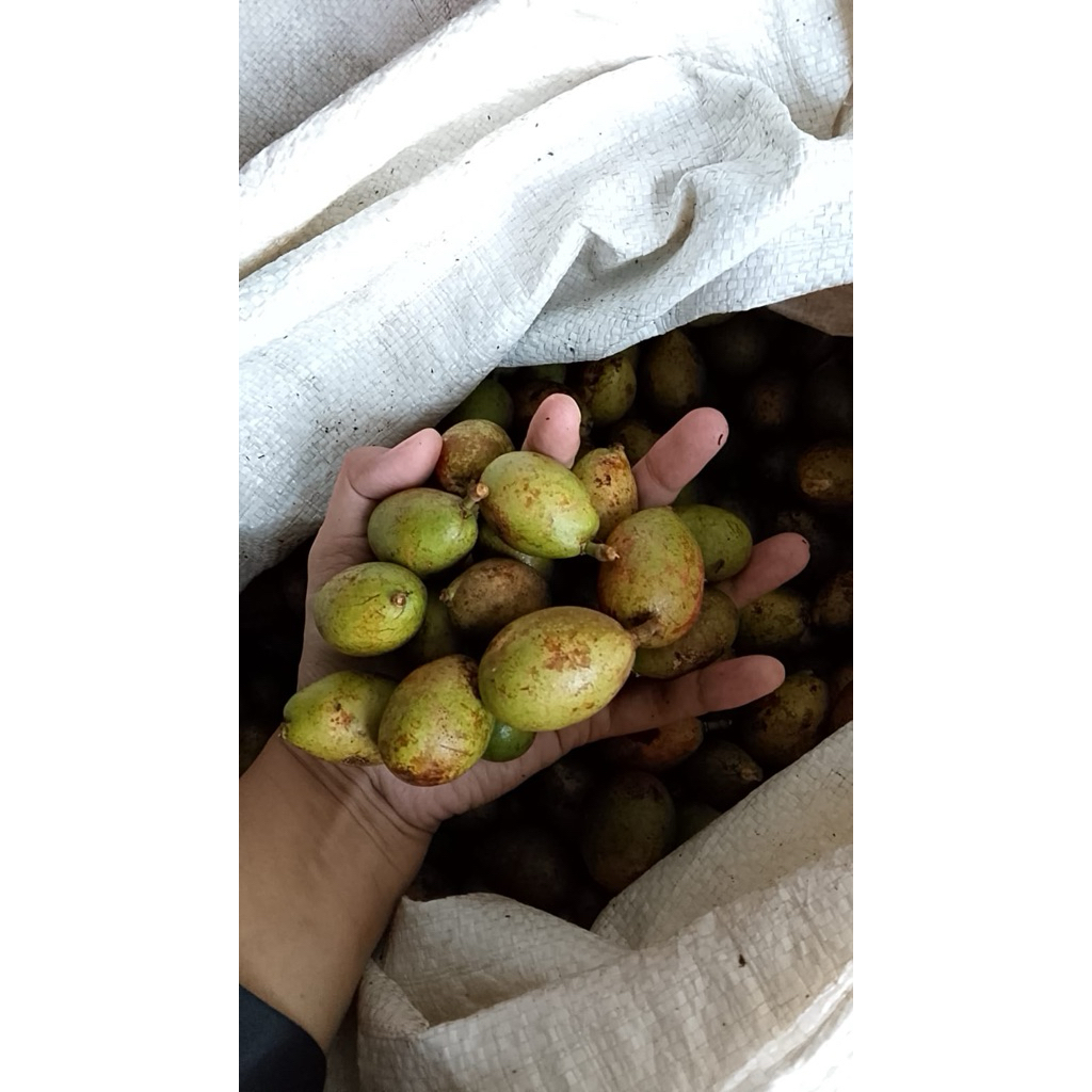 Buah Matoa Kuning Segar Fresh 500gram Daging Tebal Kualitas Premium