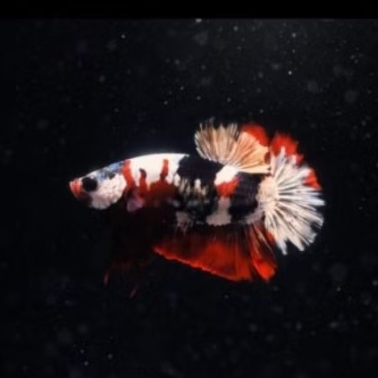 Koleksi Red Koi Cooper/Copper(Rkc)fullblok TopGrade