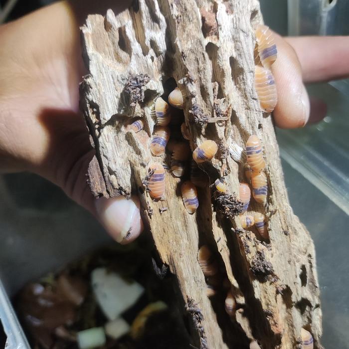 ISOPOD CUBARIS AMBER DUCKY PAKET 5 EKOR