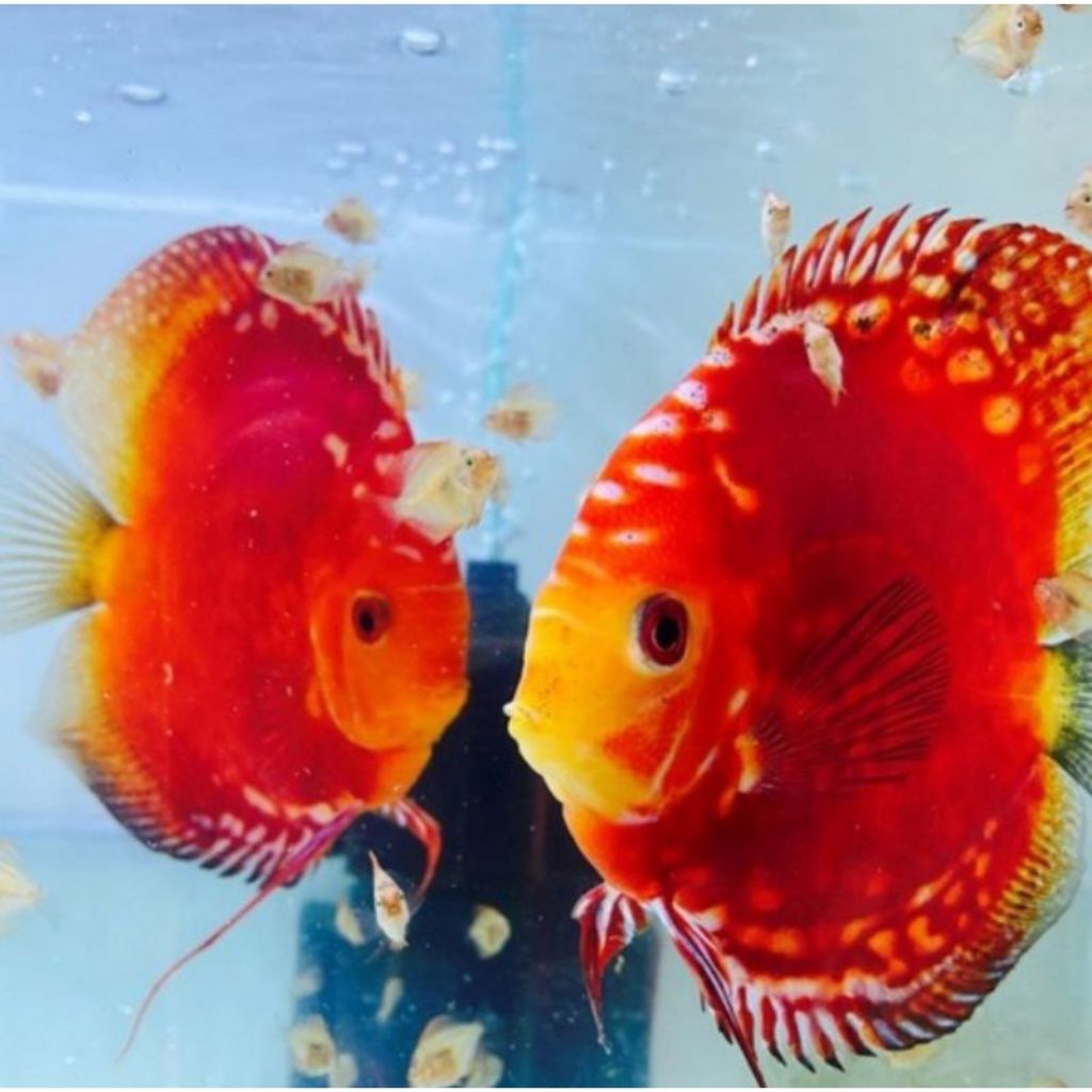 Stardust hiasan aquarium discus