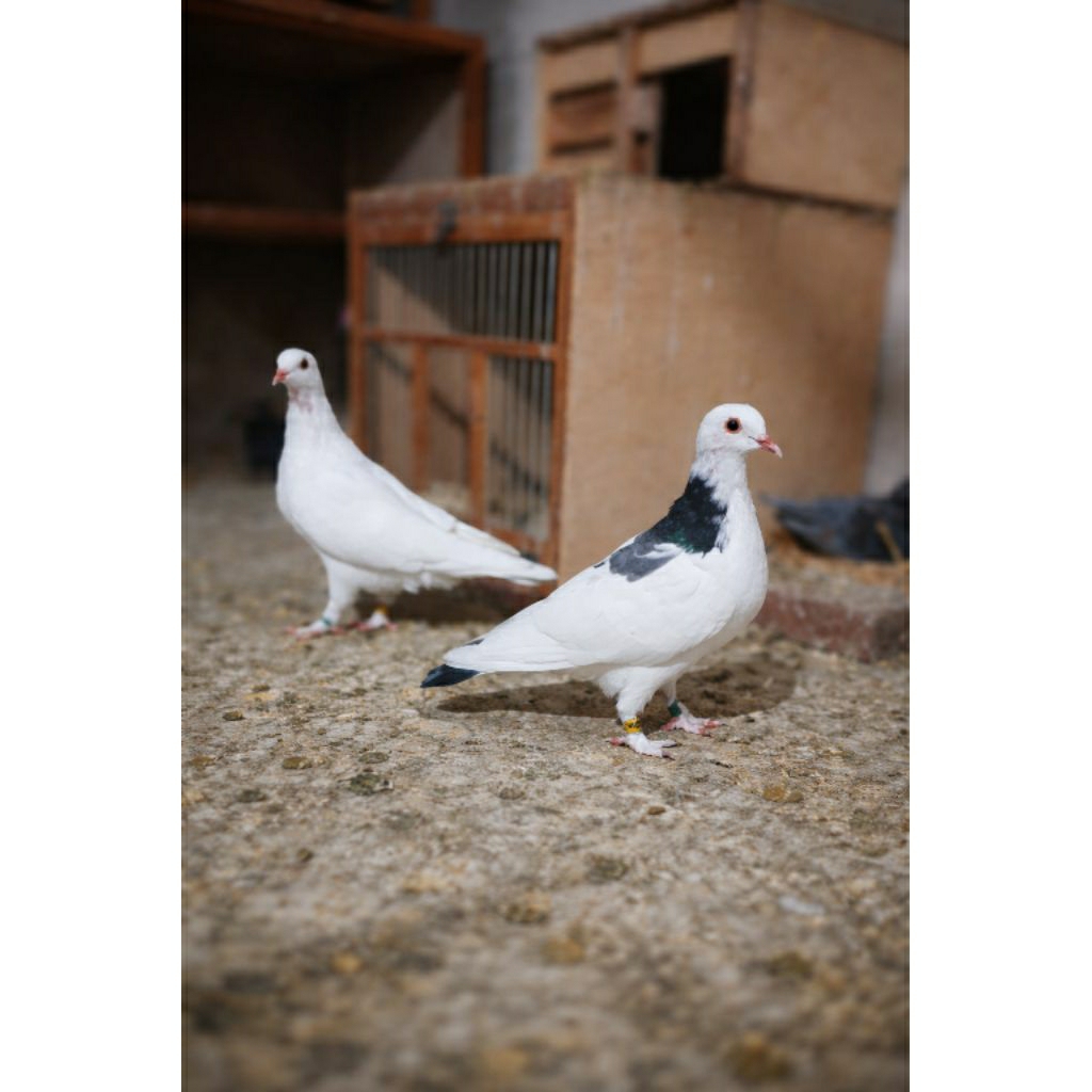 merpati jembros 1 sarang( 2ekor ) dewasa siap jodo