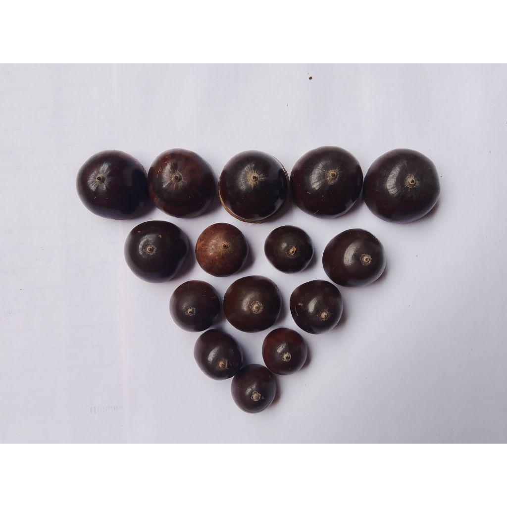 Per 5 pcs Buah oteng buah ice age bahan dekorasi dan mainan gasing tradisional