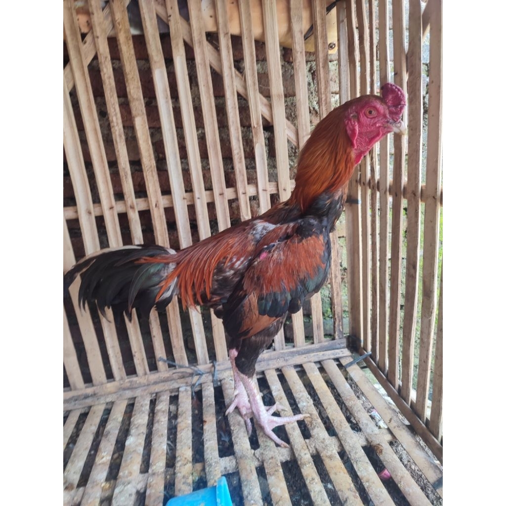 ayam jago kampung joss