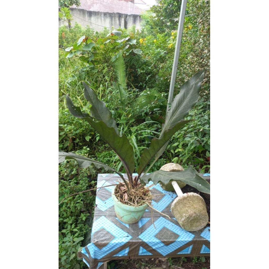 Tanaman hias Anthurium black dragon