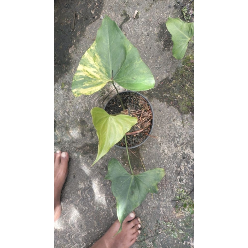 Tanaman Hias Anthurium Pterodactyl Variegata
