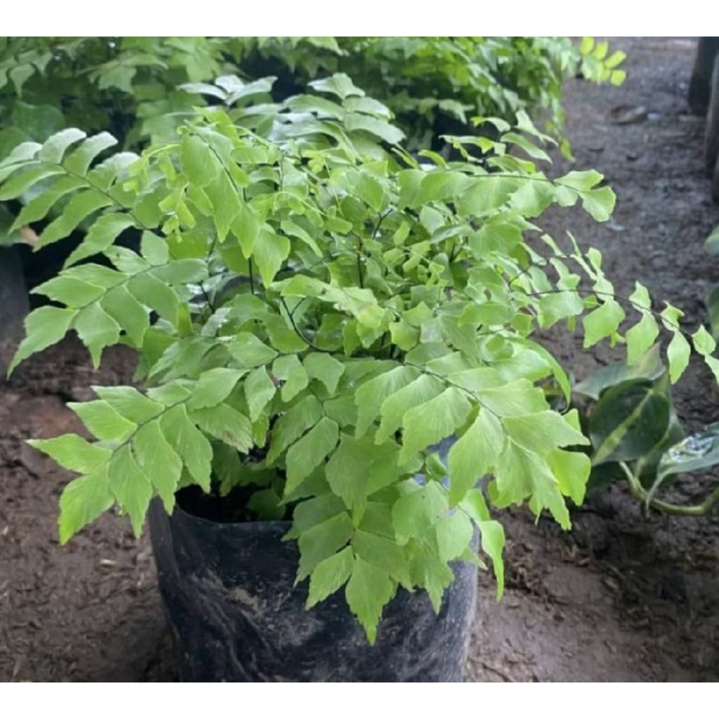 Pohon Suplir Gajah/ Tanaman Hias Pohon Pakis Suplir Gajah