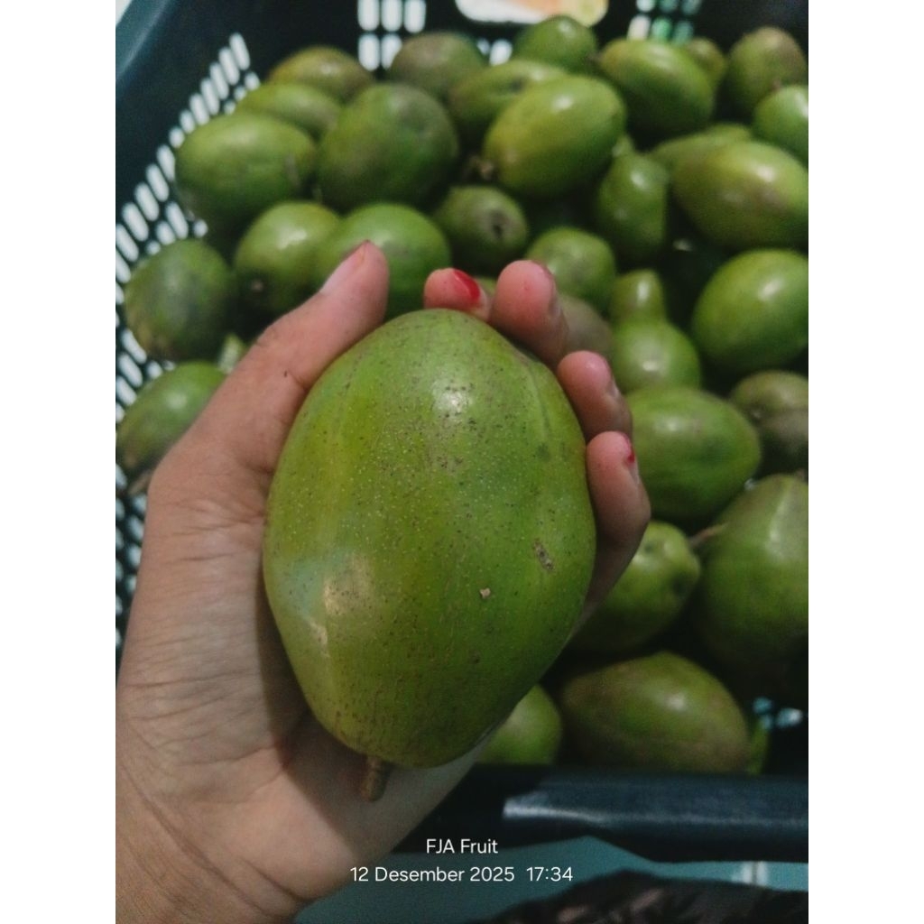 kedondong fresh/buah kedondong/kedondong bangkok
