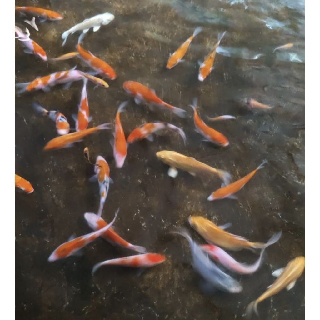 Ikan Koi Kohaku 20 CM