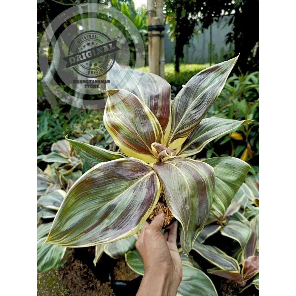 Promo tanaman hias hanjuang putih / hanjuang varigata