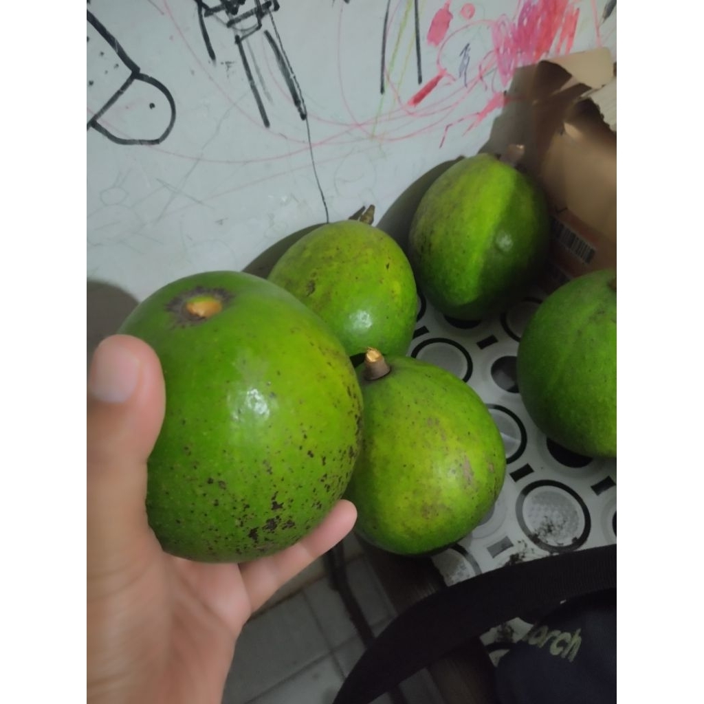 Buah Alpukat Miki