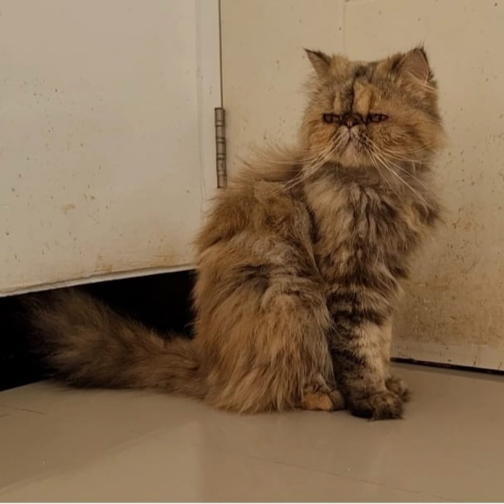 (GOJEK/INSTAN) KUCING PERSIA PEAKNOSE BETINA 3 TAHUN LUCU DAN MANJA