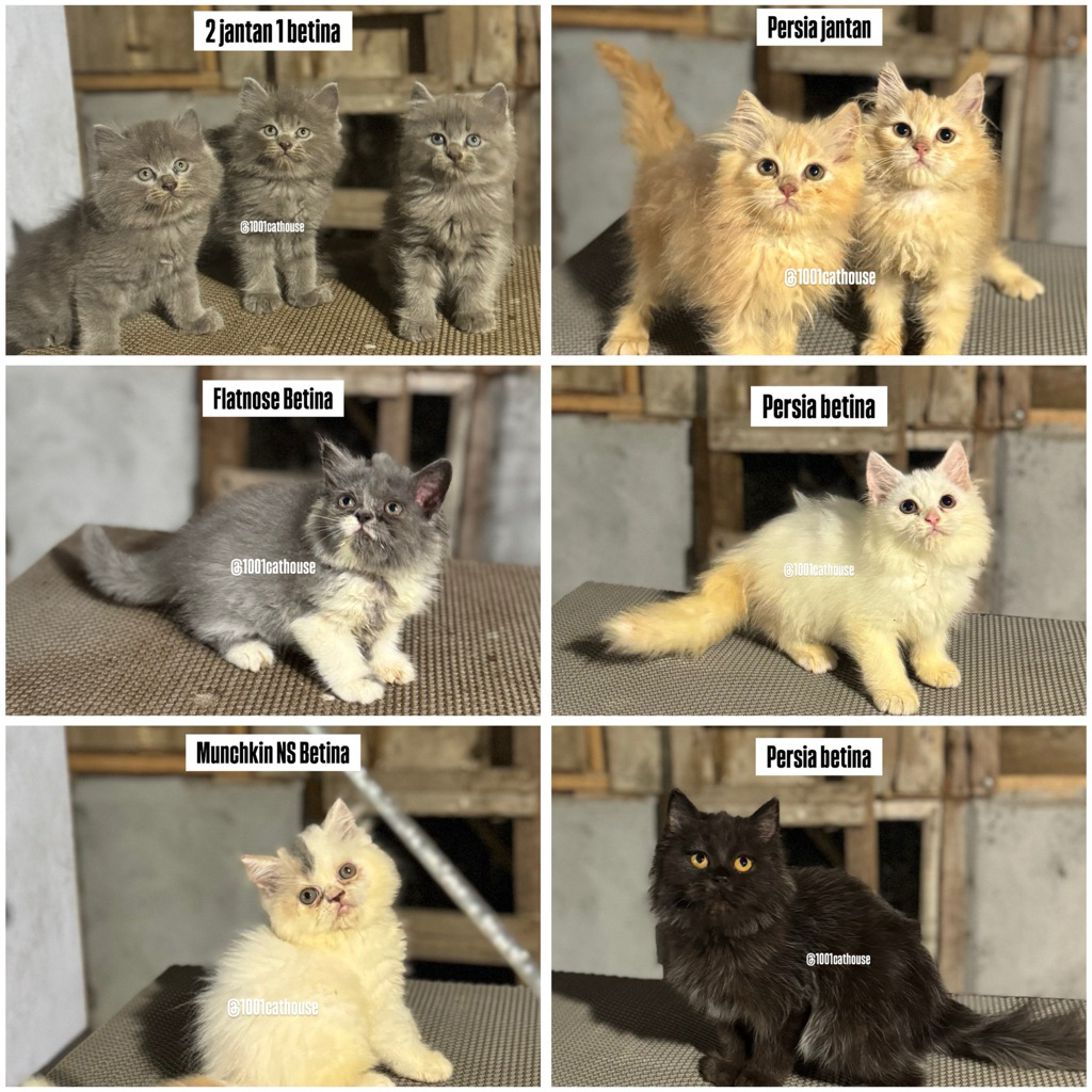 Paket Adopsi Kucing Persia Medium Flatnose Peaknose & Munchkin Lucu Sehat + Starter Kit Lengkap Jawa