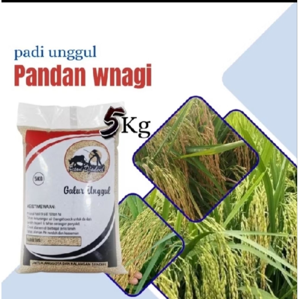 benih padi pandan wangi 5 kg