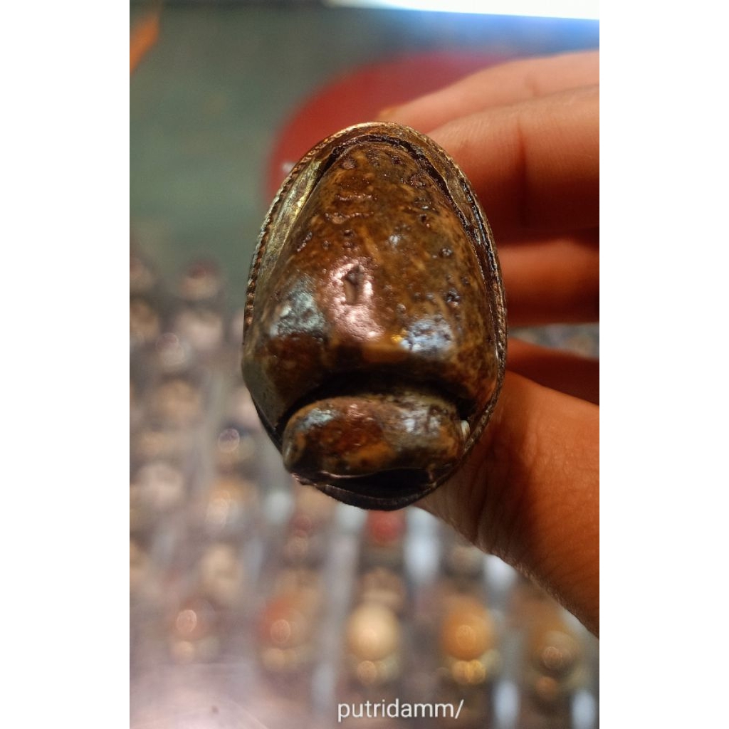 Cincin Fosil keong / kool buntet (Natural)