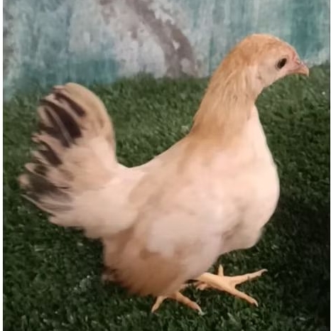 ayam kate betina muda