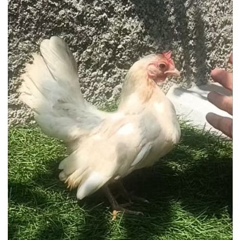 ayam serama betina putih