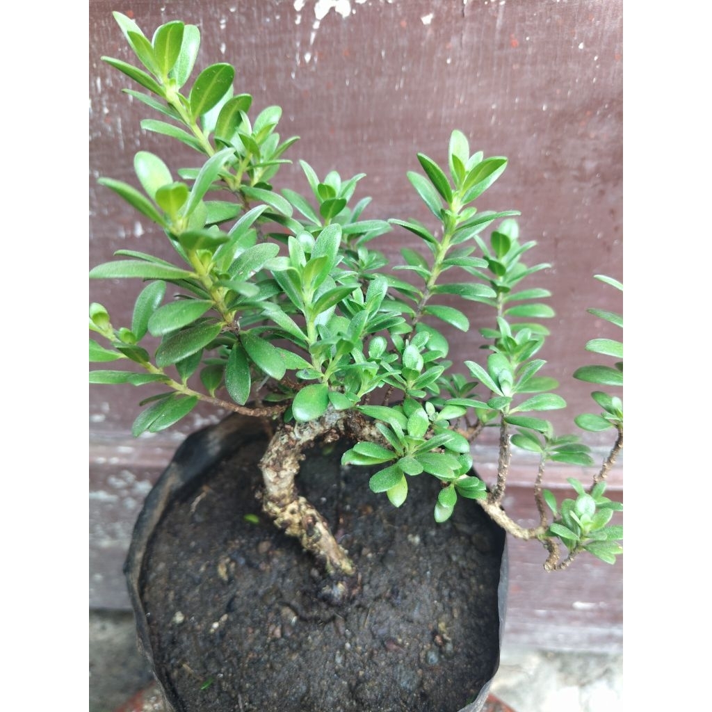 (sesuai gambar)santigi mawar super