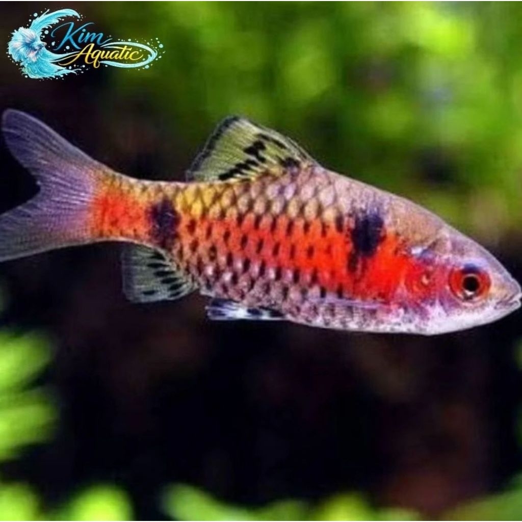 Hiasan Odessa Barb Size M + bonus Ikn/pkn
