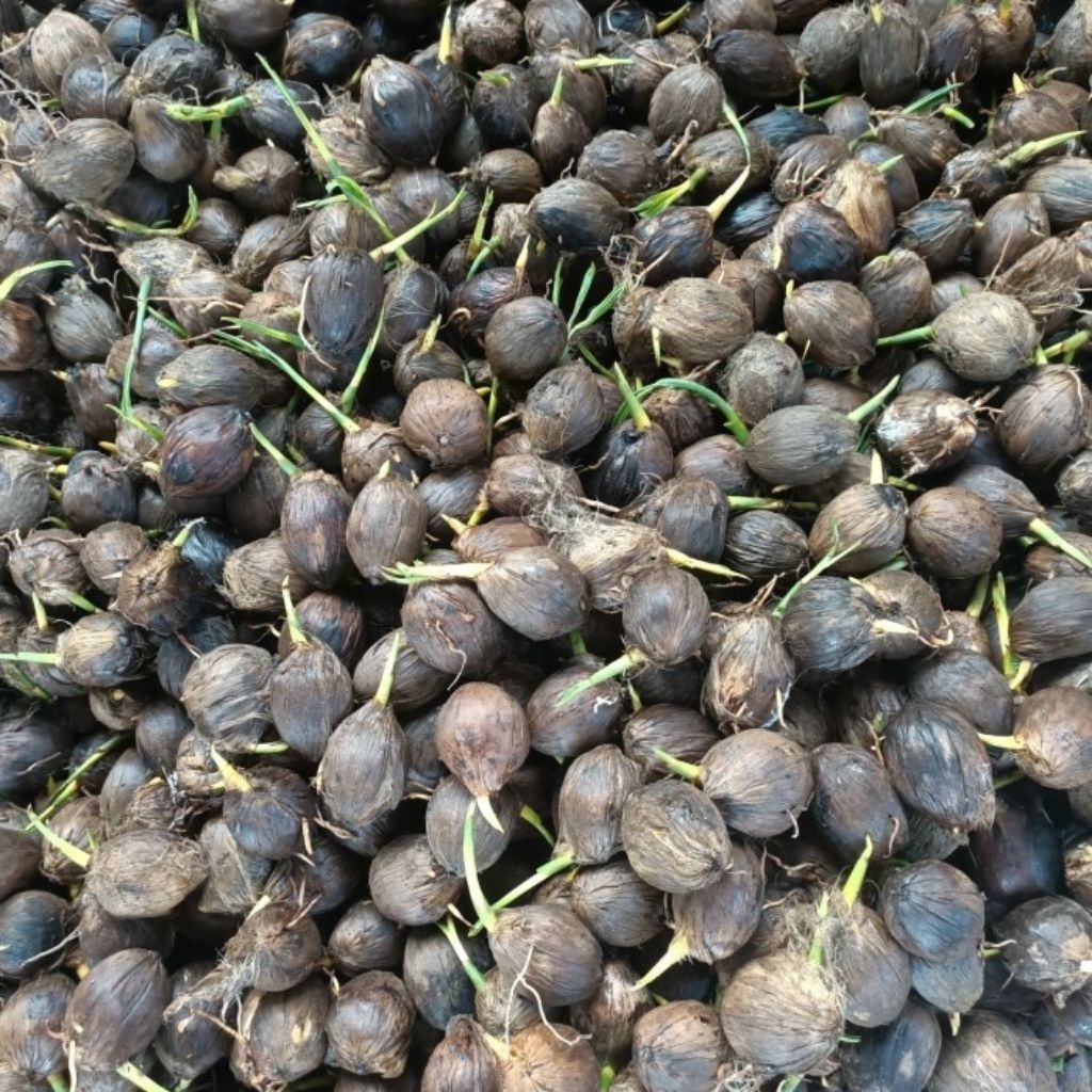 bibit kecambah pinang Batara unggul produktifitas tinggi paket 40pcs