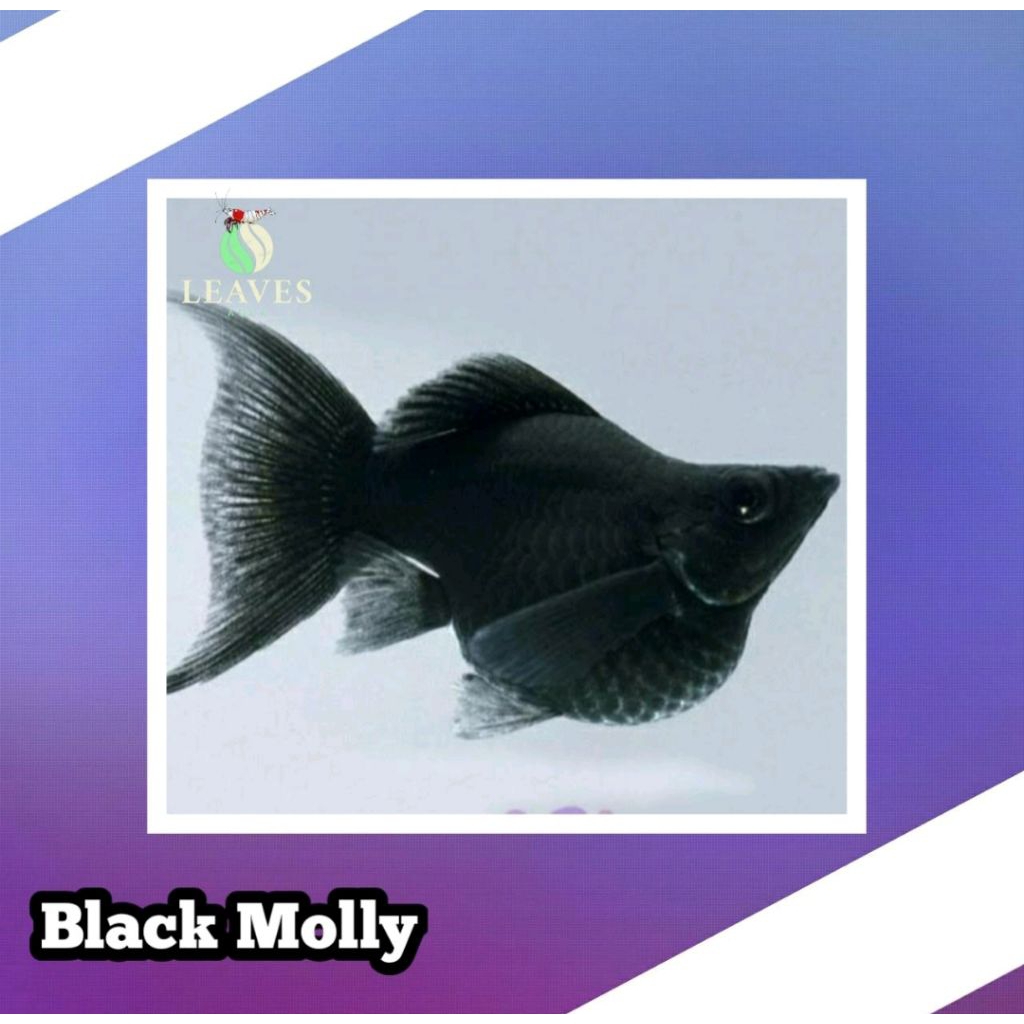 ikan molly black balon cawang