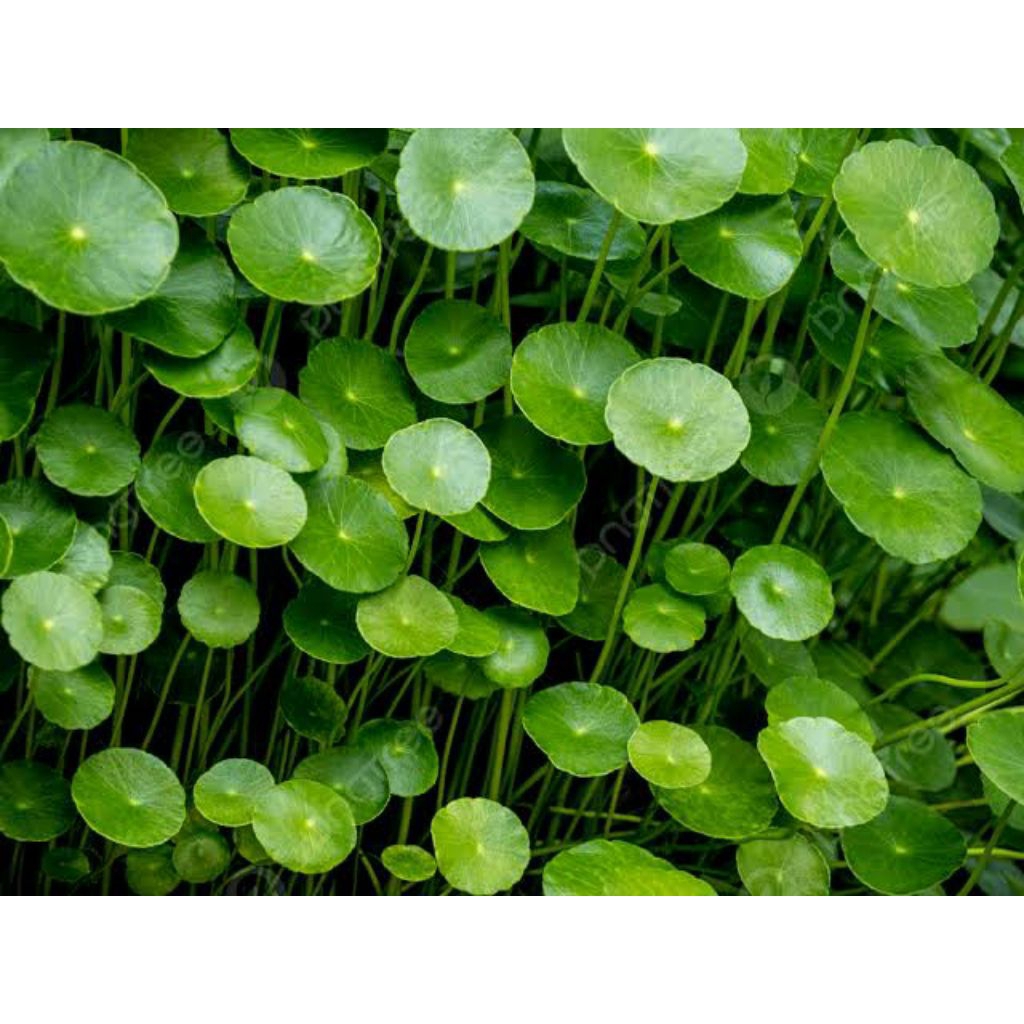 pegagan AIR- pegagan sawah HERBAL