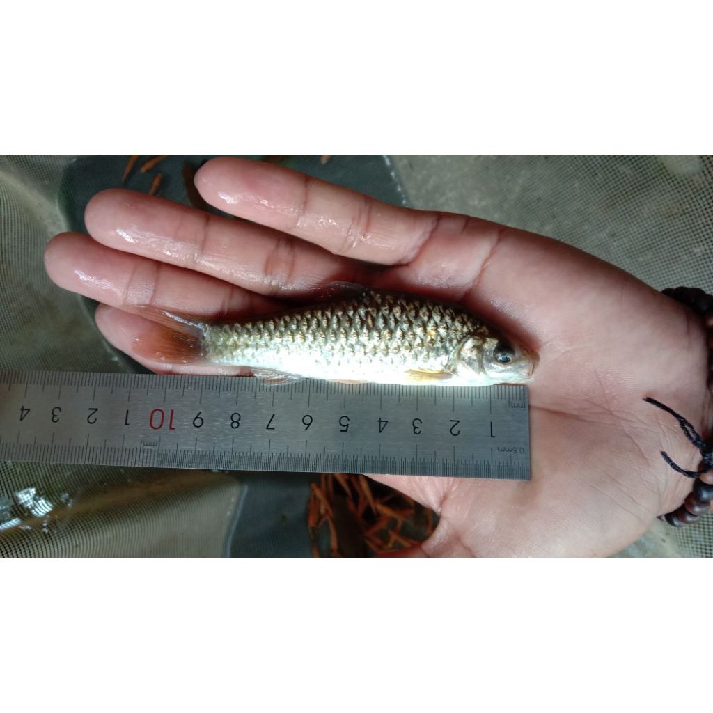 Wader 5-12cm ikan hias akuarium