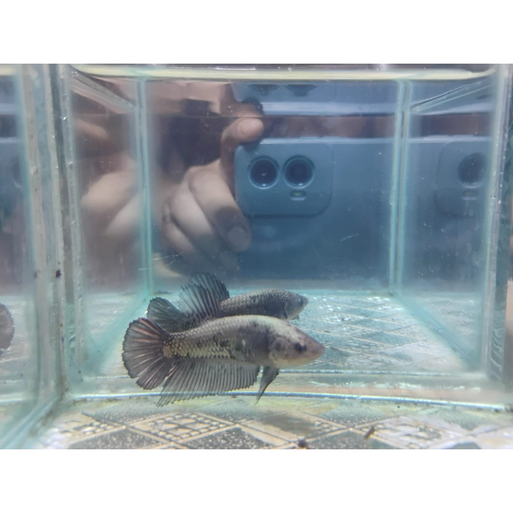 Cupang Giant Female BO 4.3-4.7